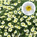 Bild von Calibrachoa P12 Summer fresh